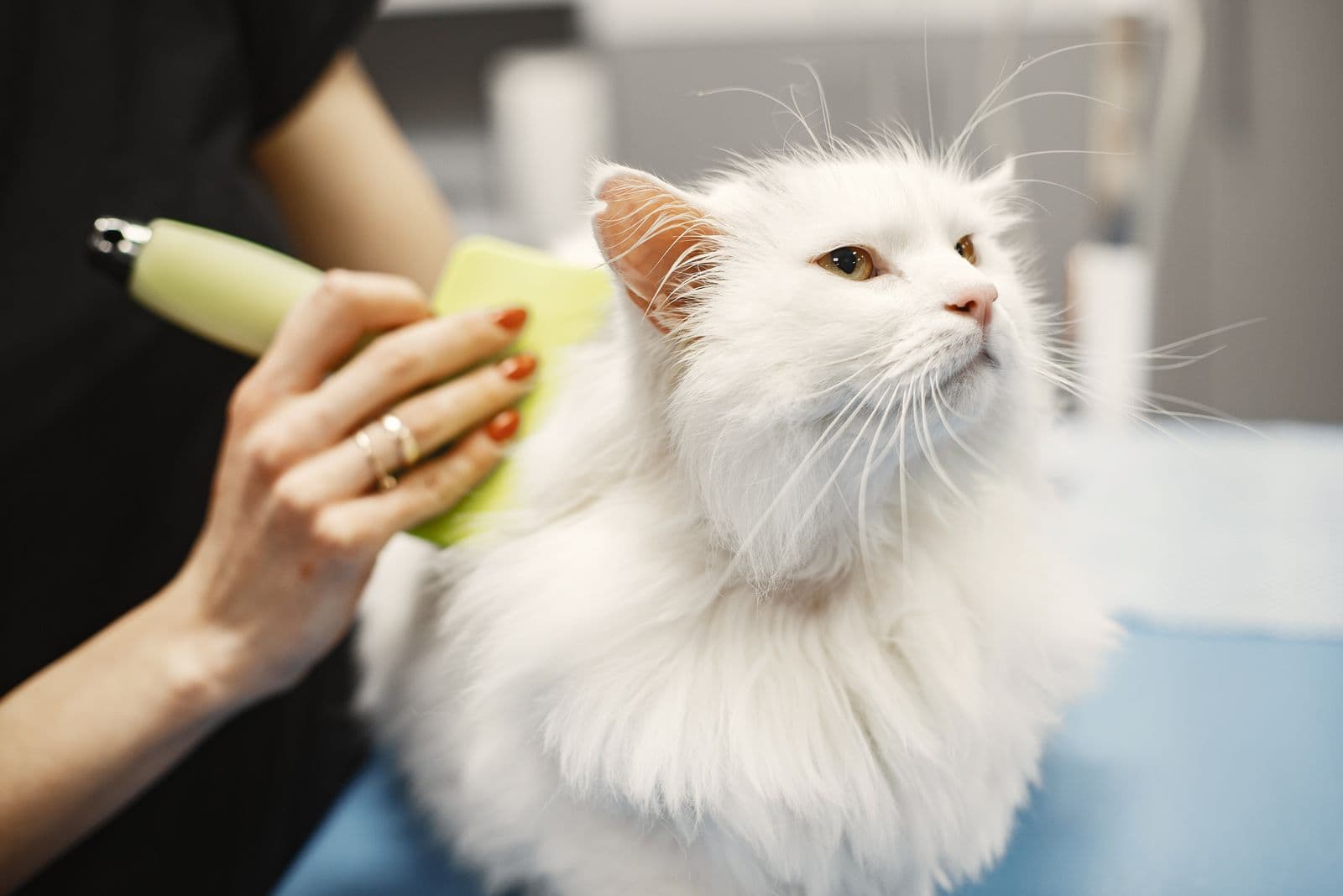 A groomer brushes a white cat